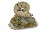Iridescent, Pyritized Ammonite (Quenstedticeras) Fossil Display #244929-1